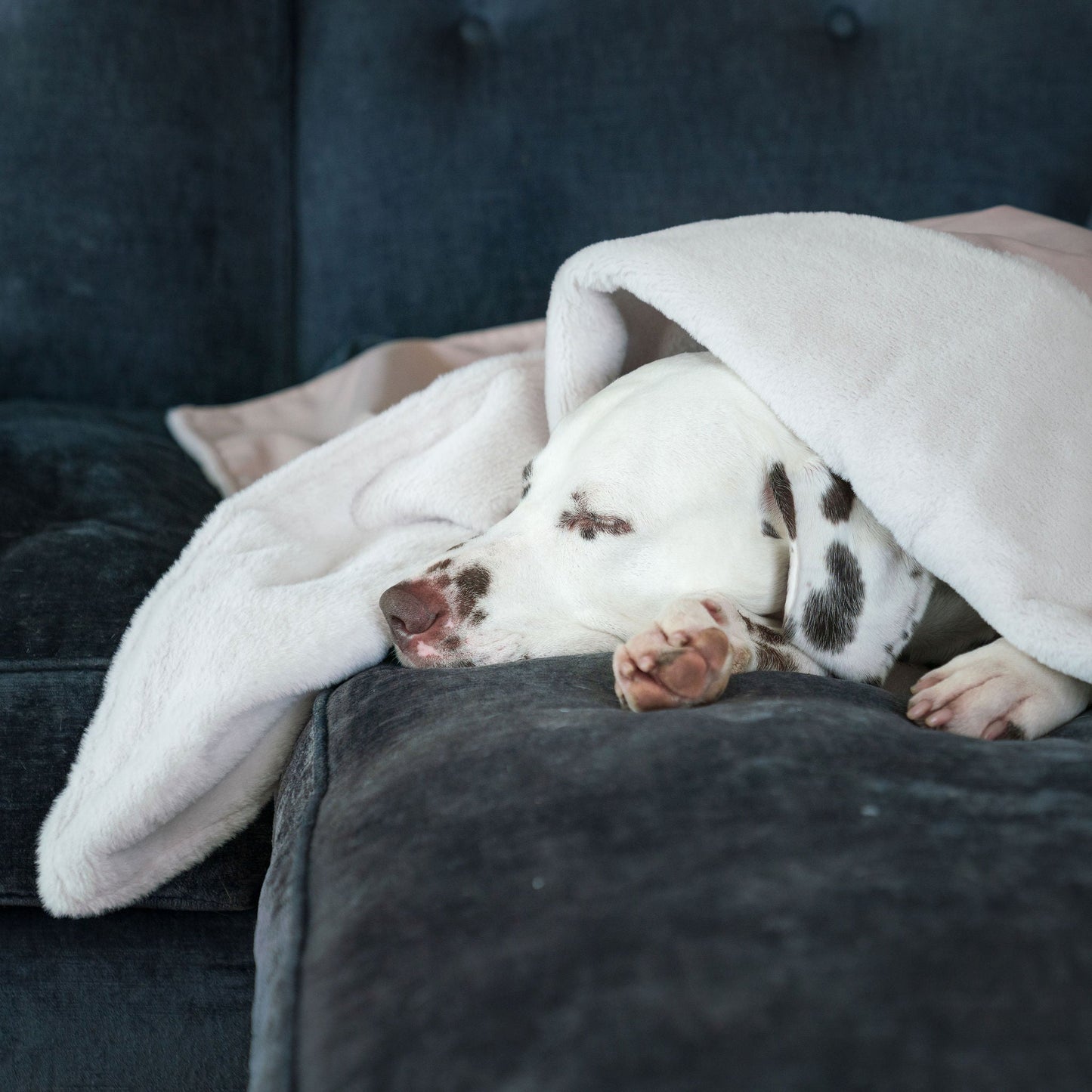 PETLOOM – Dog & Puppy Blanket in Oyster Velvet™