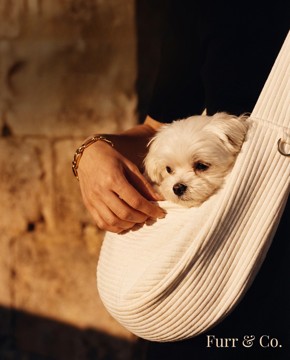 Petloom comfortable pet travel carrier for dogs and cats
