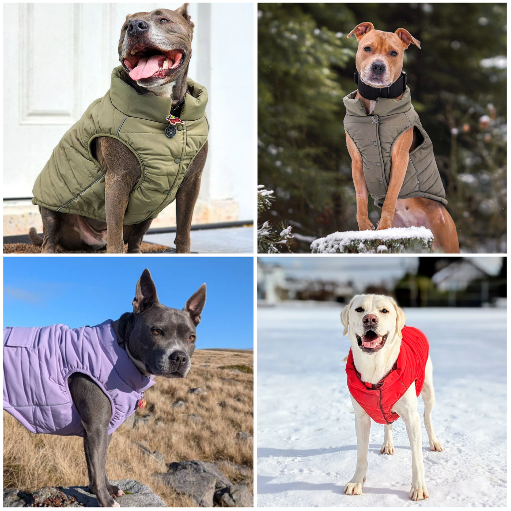 Petloom All-Season Insulated Dog Jacket™