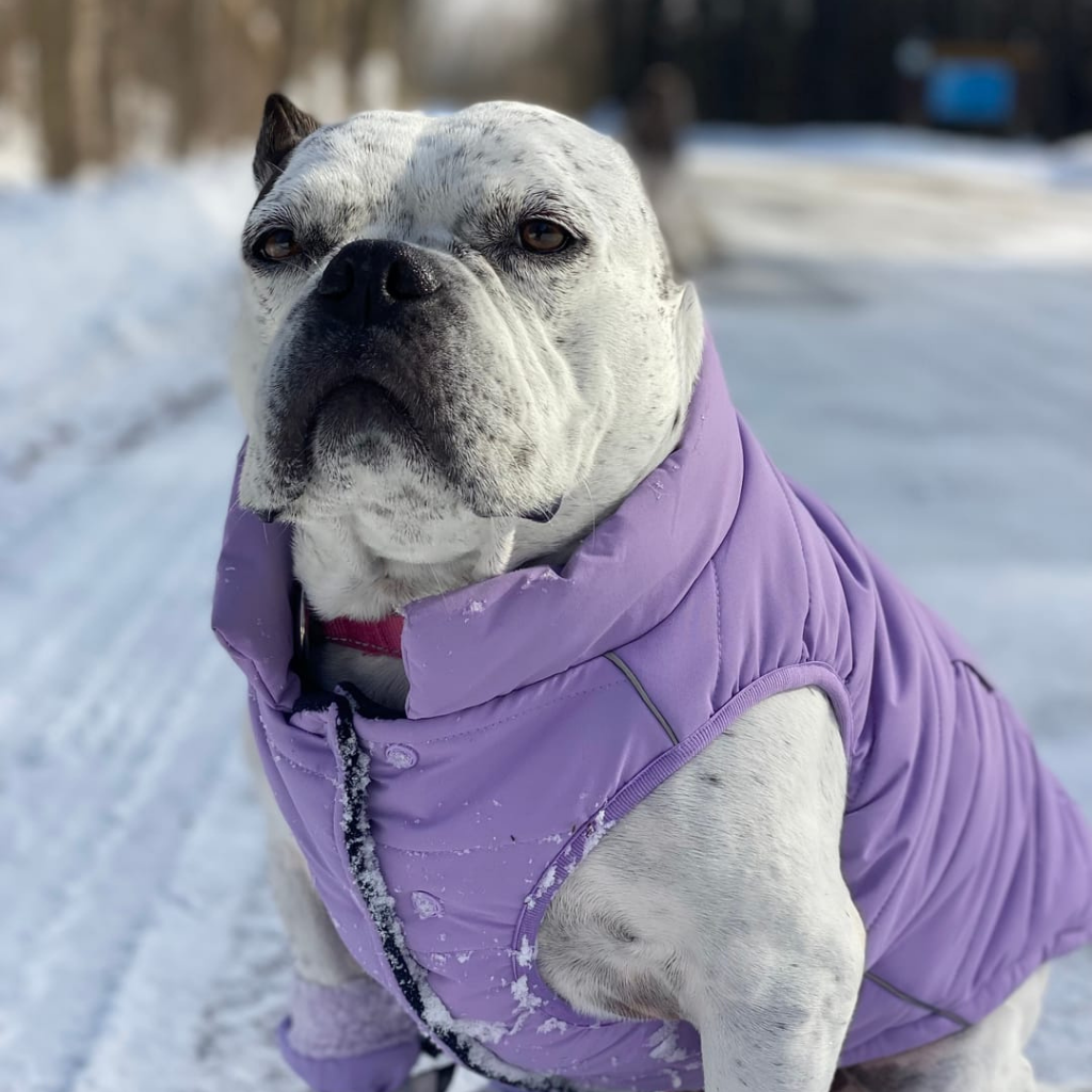 Petloom All-Season Insulated Dog Jacket™