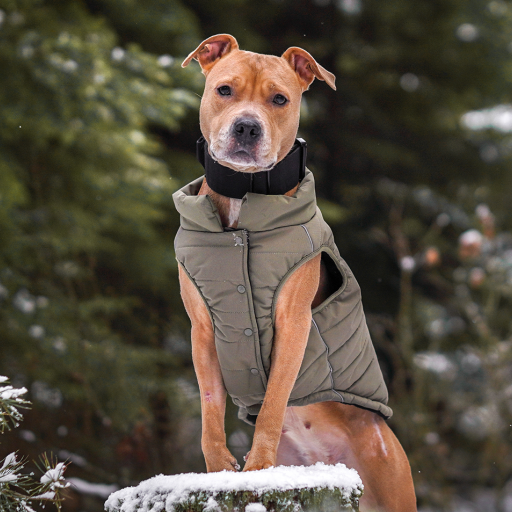 Petloom All-Season Insulated Dog Jacket™