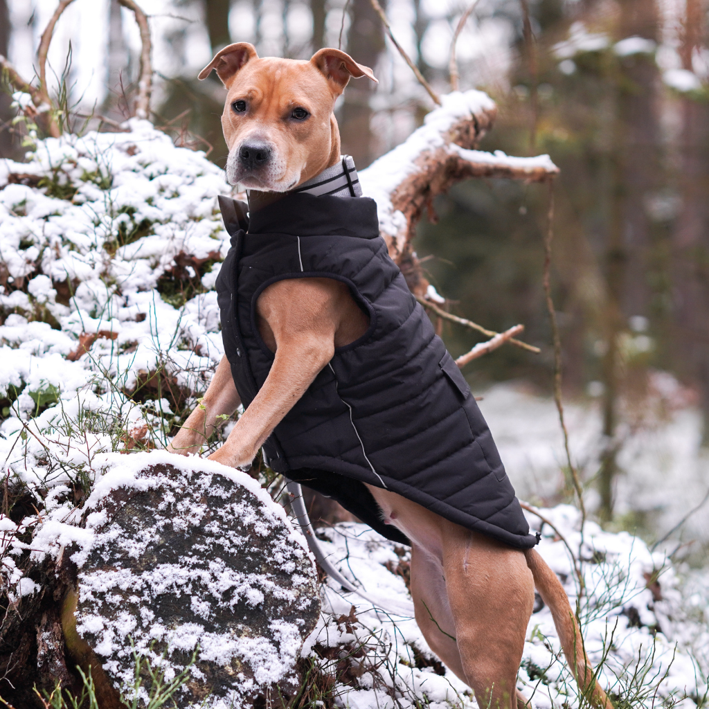 Petloom All-Season Insulated Dog Jacket™