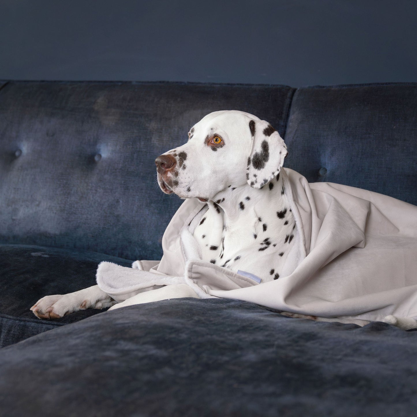 PETLOOM – Dog & Puppy Blanket in Oyster Velvet™