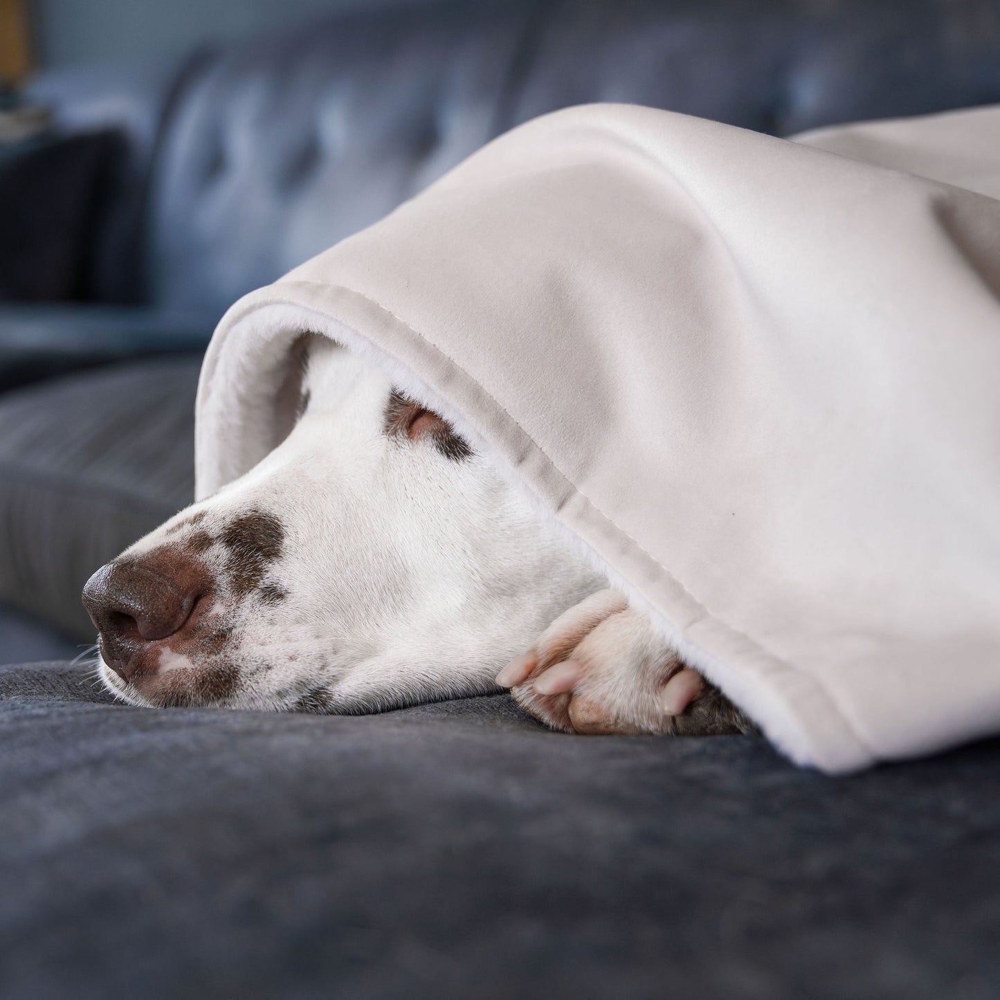 PETLOOM – Dog & Puppy Blanket in Oyster Velvet™