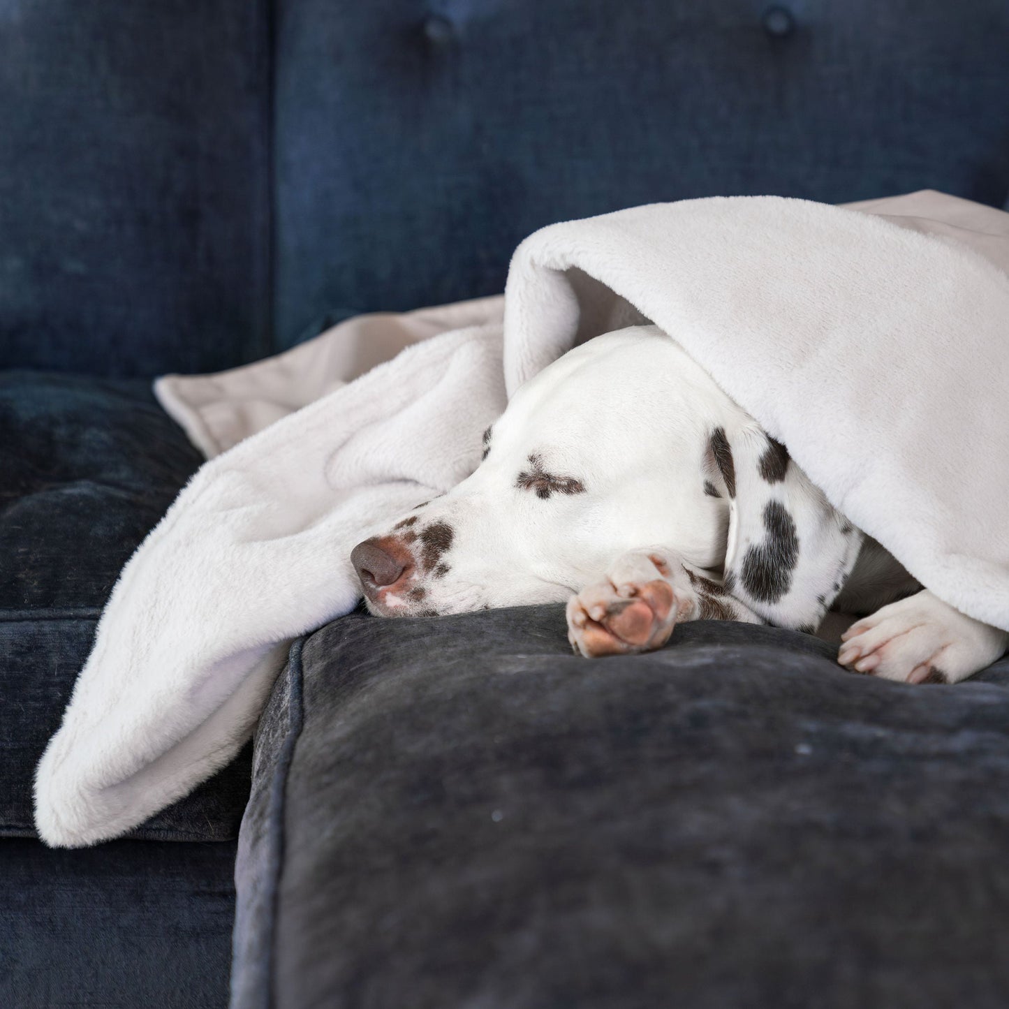 PETLOOM – Dog & Puppy Blanket in Oyster Velvet™