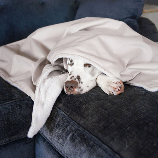 PETLOOM – Dog & Puppy Blanket in Oyster Velvet™