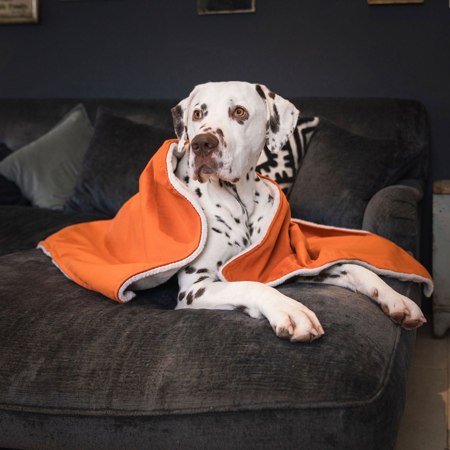 PETLOOM Velvet Dog & Puppy Blanket™