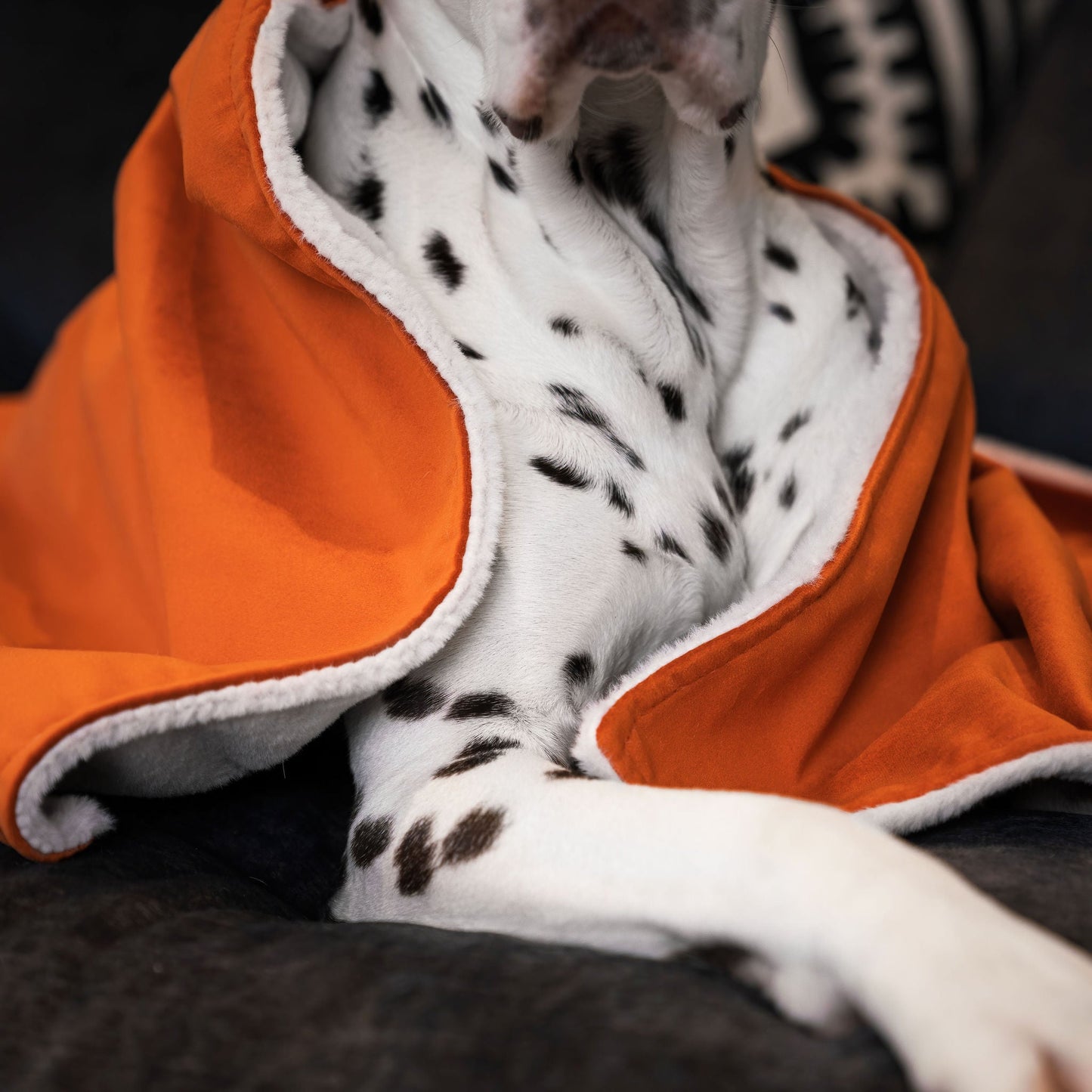 PETLOOM Velvet Dog & Puppy Blanket™