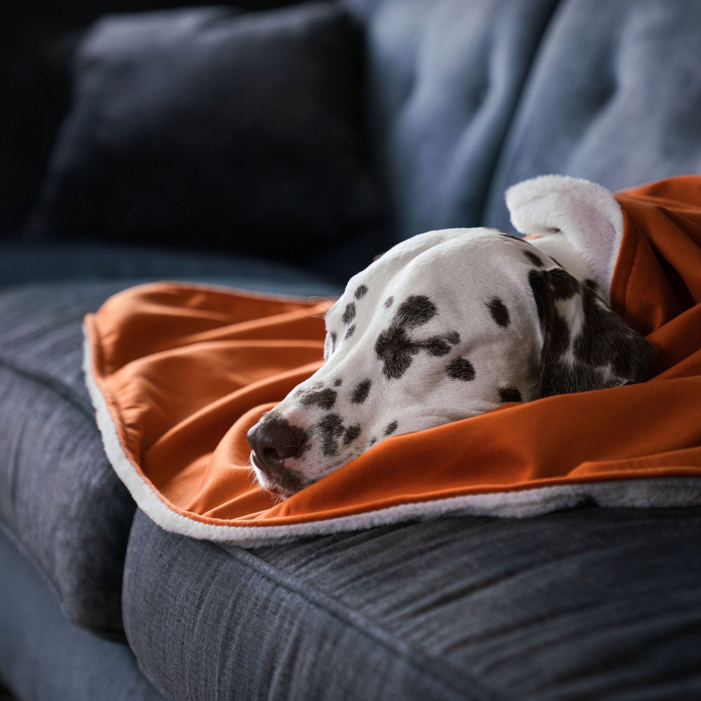 PETLOOM Velvet Dog & Puppy Blanket™