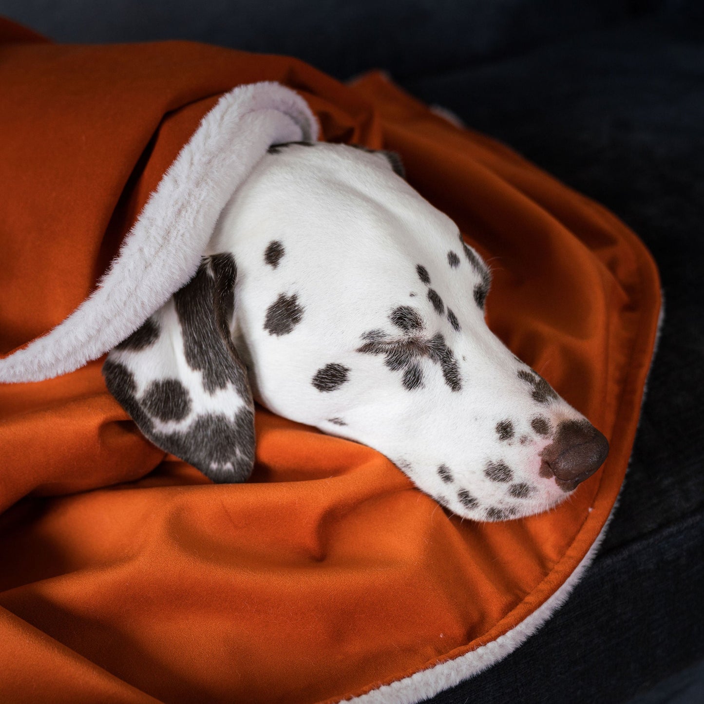 PETLOOM Velvet Dog & Puppy Blanket™