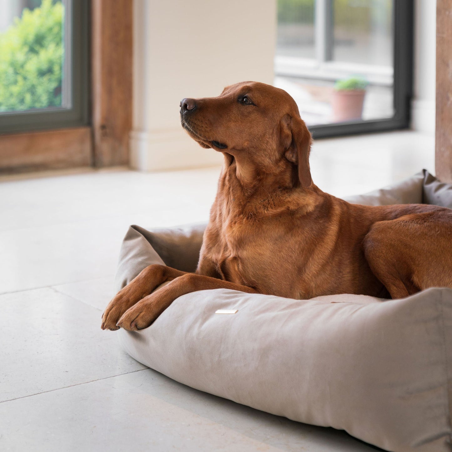 PETLOOM Velvet Box Dog Bed™