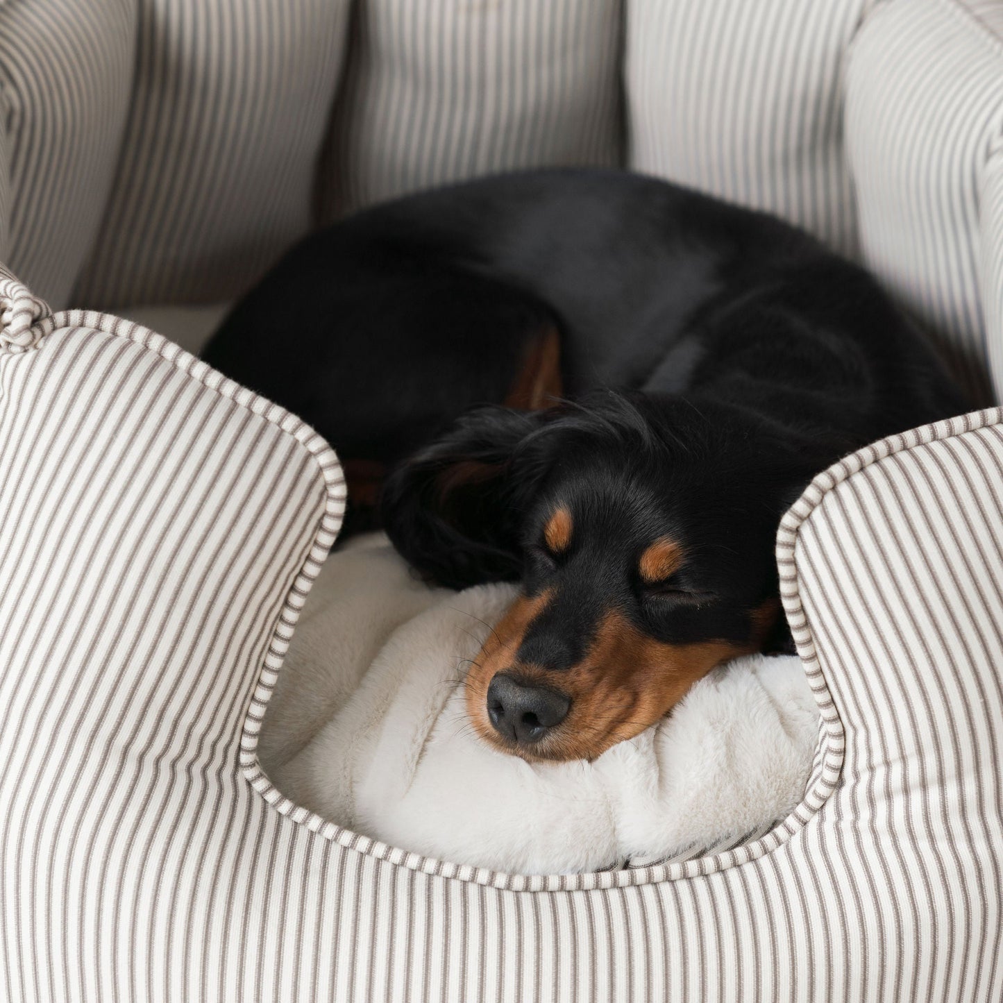 PETLOOM High Wall Stripe Dog Bed™
