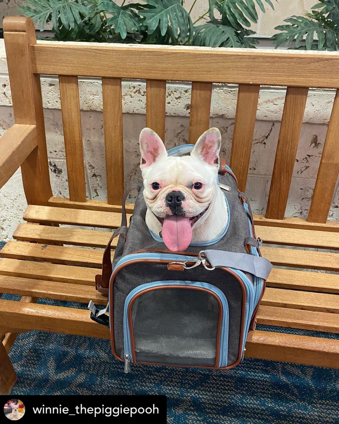 Petloom Multi-Entrance Travel Pet Carrier™