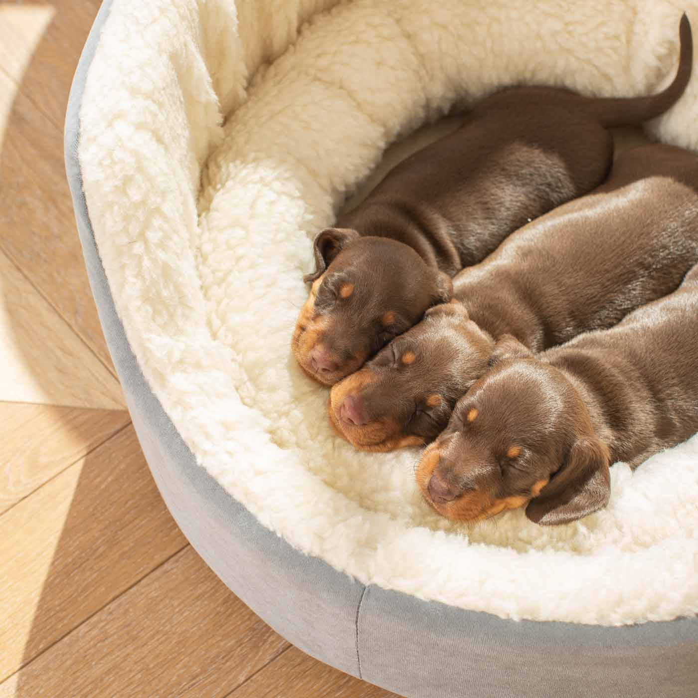 PETLOOM Grow With Me Puppy Bed™
