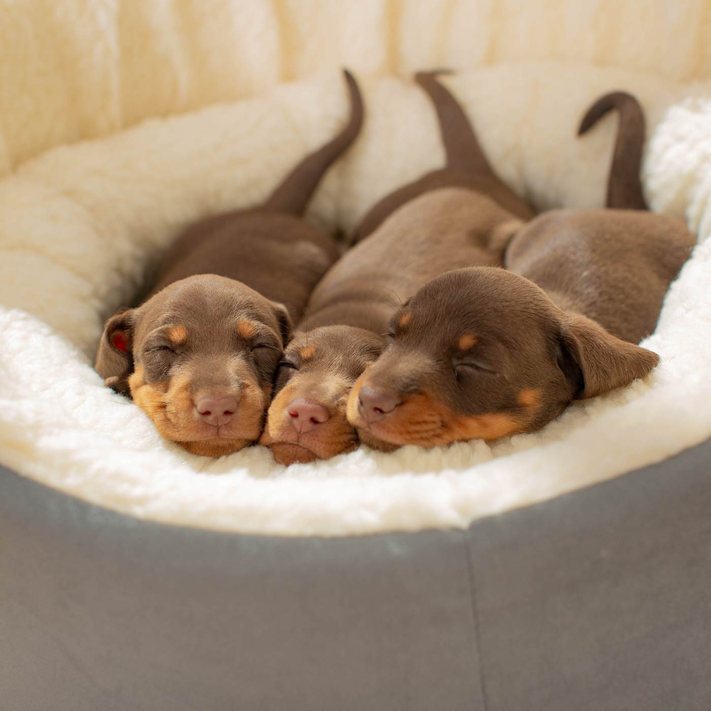 PETLOOM Grow With Me Puppy Bed™