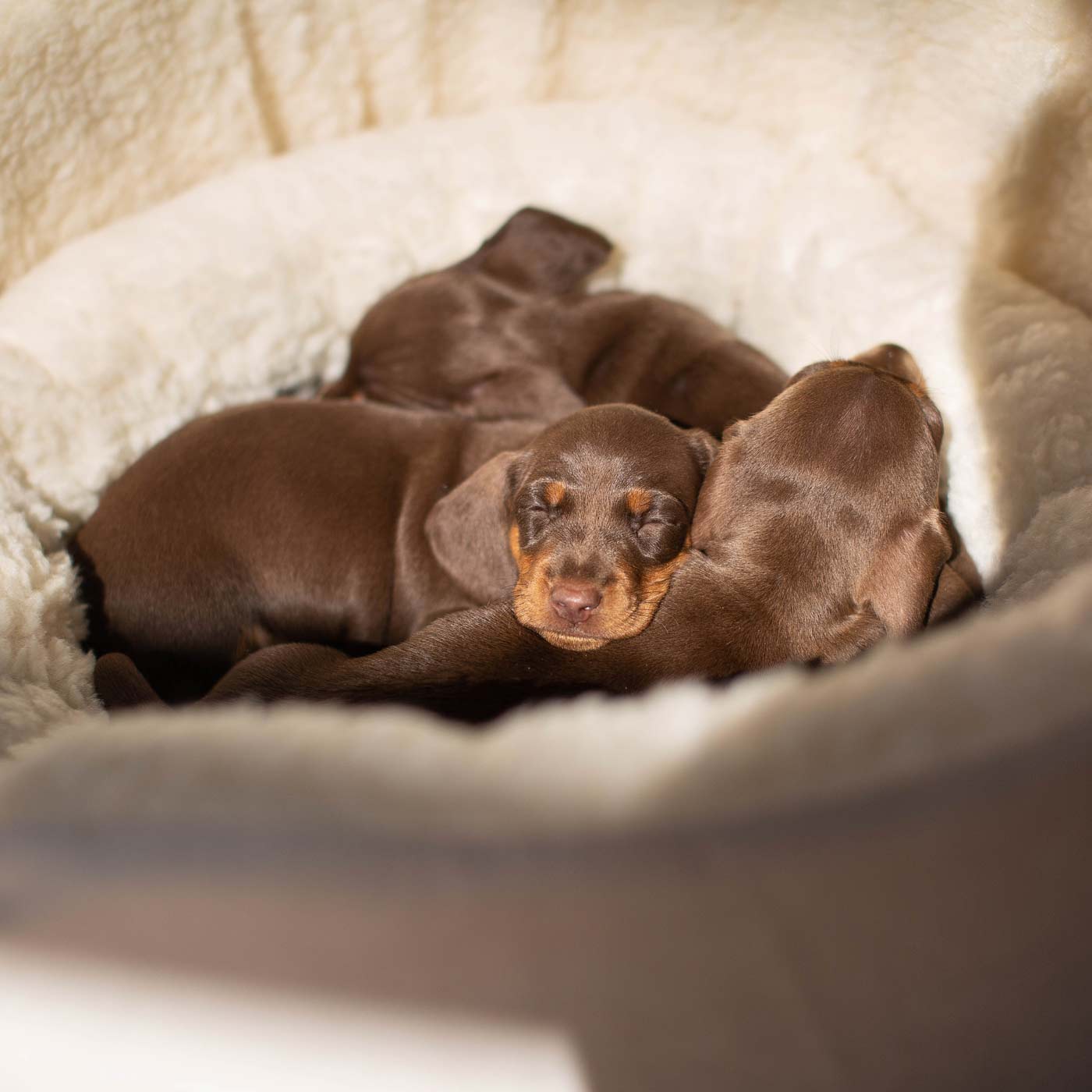 PETLOOM Grow With Me Puppy Bed™