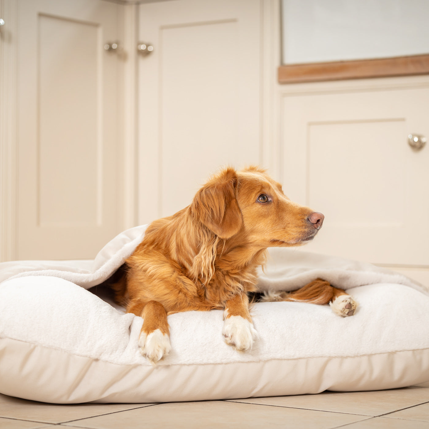 PETLOOM Sleepy Burrows Velvet Dog Bed™