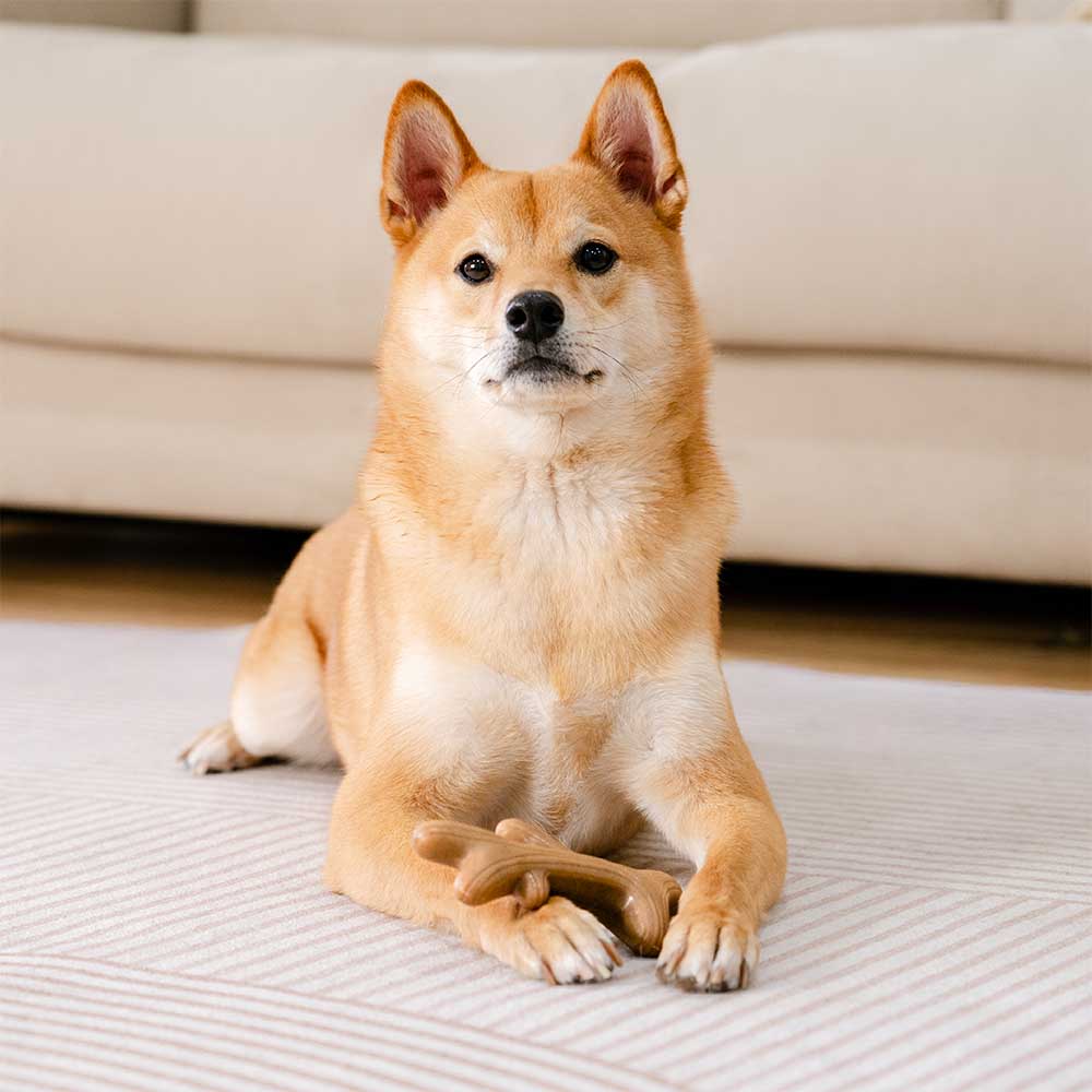 PETLOOM Bacon-Flavored Teething Bones Dog Chew Toy™