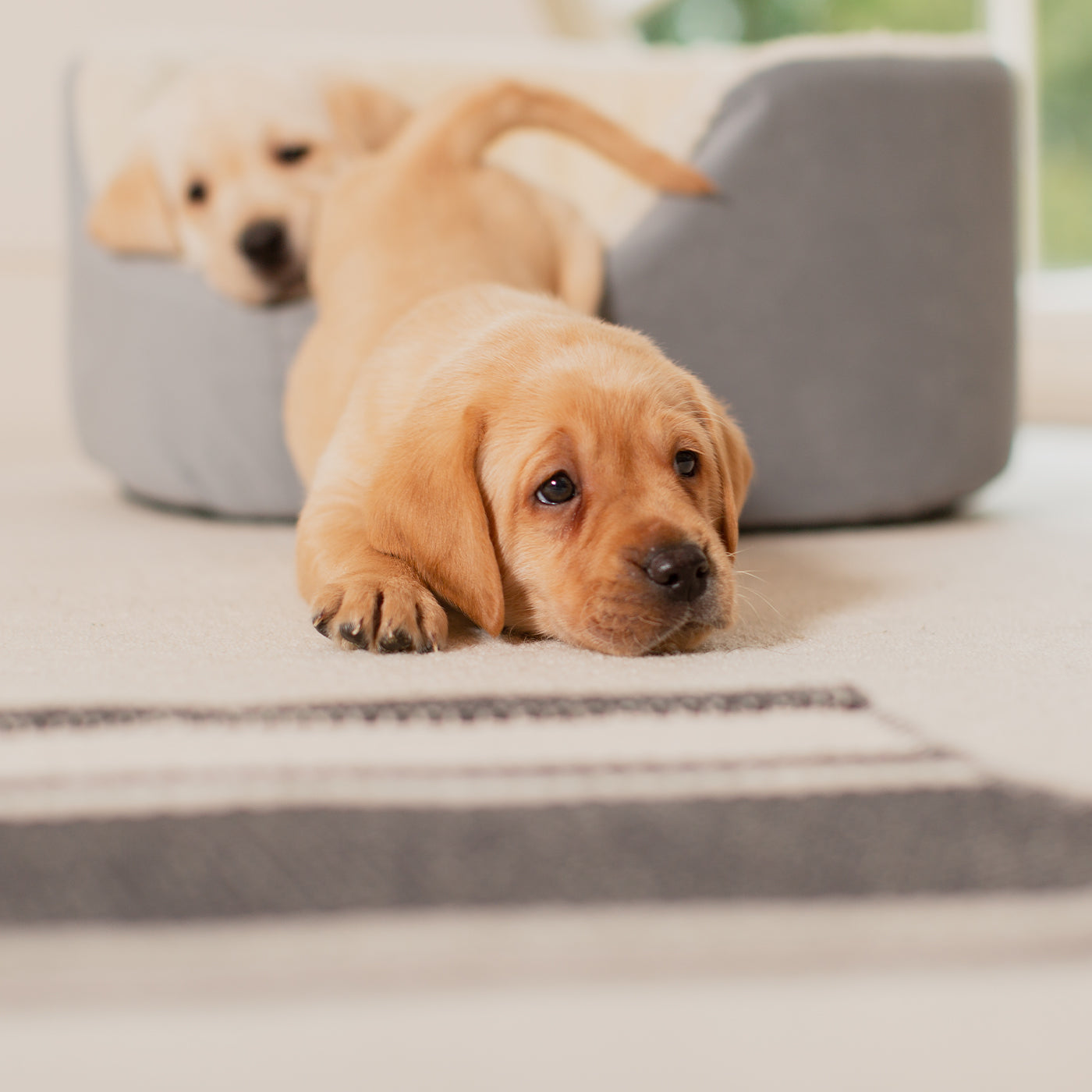 PETLOOM Grow With Me Puppy Bed™