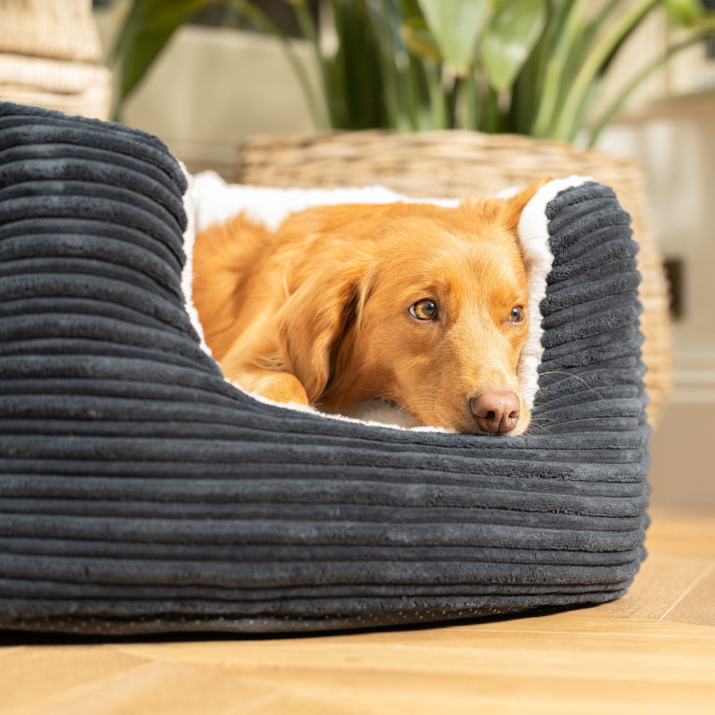 PETLOOM High Wall Plush Dog Bed™